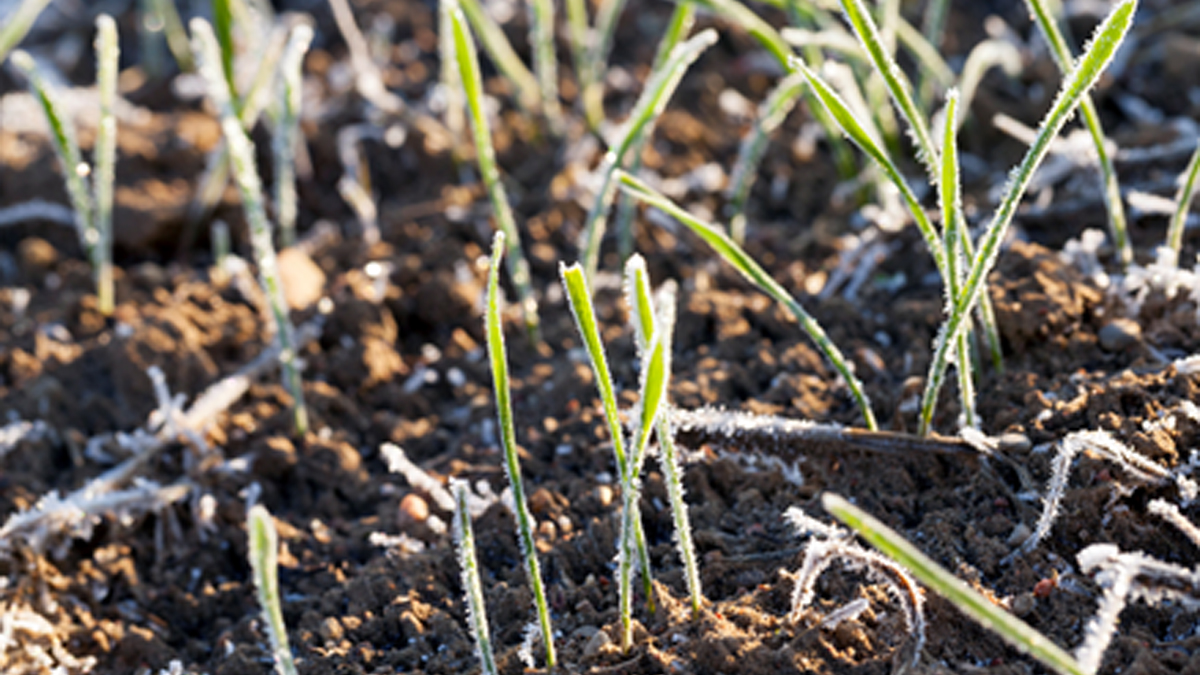 How does frost affect crops? - SPAG Group